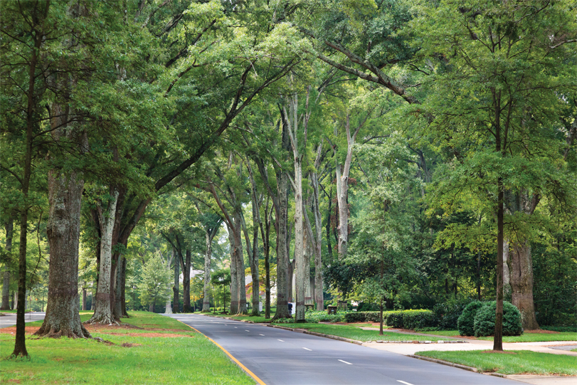 A tree-lined street in Charlotte, NC
